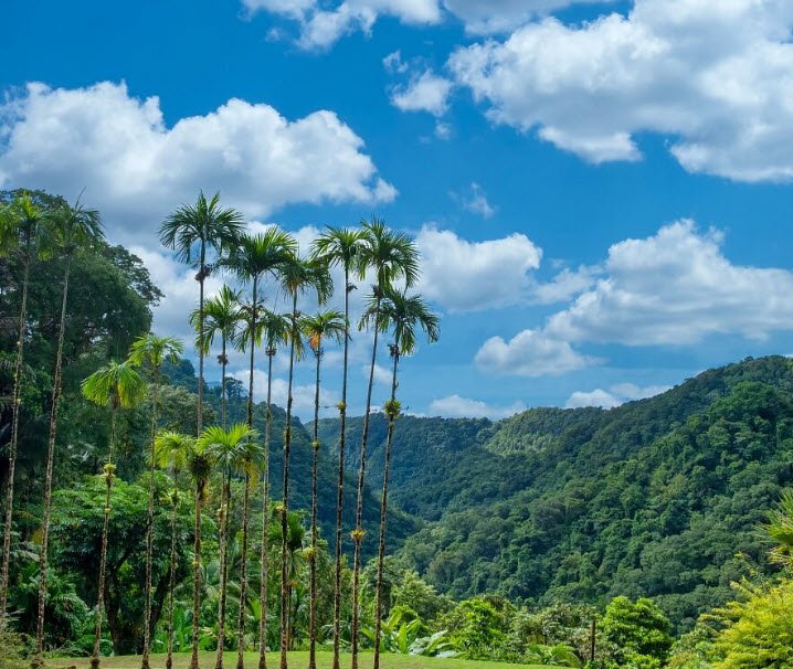 Jardin de Balata, Fort-de-France, Martinique, France